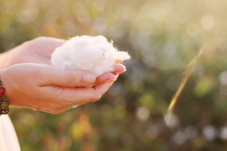Woman is holding natural cottonの写真素材