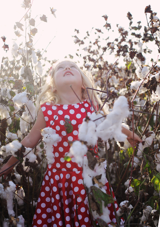 5 years old girl standing in cotton fieldの写真素材