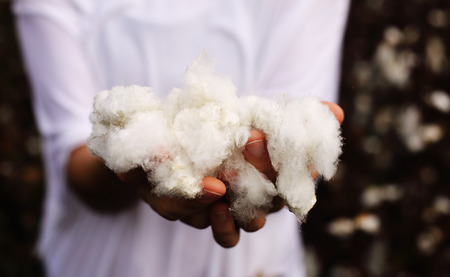 Woman is holding natural cottonの写真素材