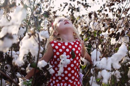 5 years old girl standing in cotton fieldの写真素材