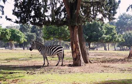 Zebra in Safari in Tel-Avivの写真素材