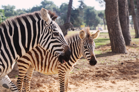 Zebra in Safari in Tel-Avivの写真素材