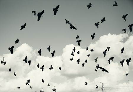 Pigeons on a background of blue skyの写真素材