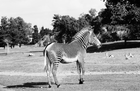 Zebra in Safari in Tel-Avivの写真素材