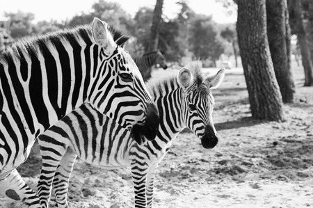 Zebra in Safari in Tel-Avivの写真素材