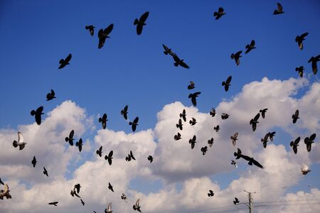 Pigeons on a background of blue skyの写真素材