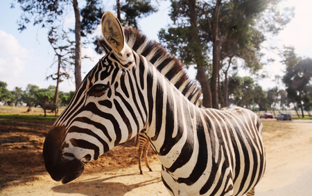 Zebra in Safari in Tel-Avivの写真素材