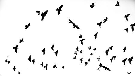 Pigeons on a background of blue skyの写真素材