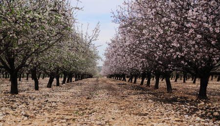Spring blossoms, pink and white flowersの写真素材