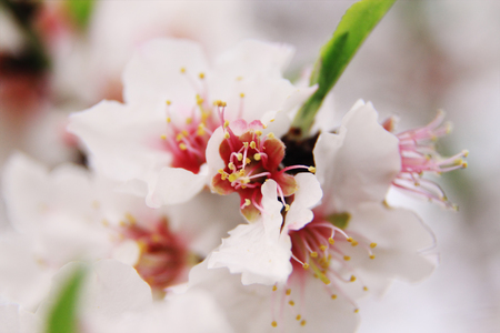 Spring blossoms, pink and white flowersの写真素材