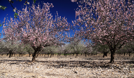 Spring blossoms, pink and white flowersの写真素材