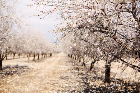 Spring blossom treeの写真素材