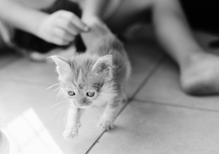 red kitten cat indootsの写真素材