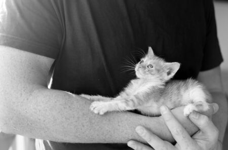 Men is holding little red kittenの写真素材