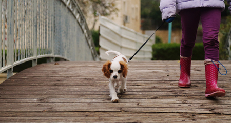 7 year old girl is walking with a puppy in the parkの写真素材