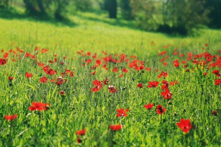 Spring blossom of the red flowers (anemones) on a green meadowの写真素材