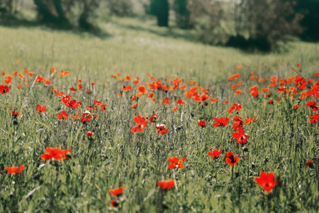 Spring blossom of the red flowers (anemones) on a green meadowの写真素材