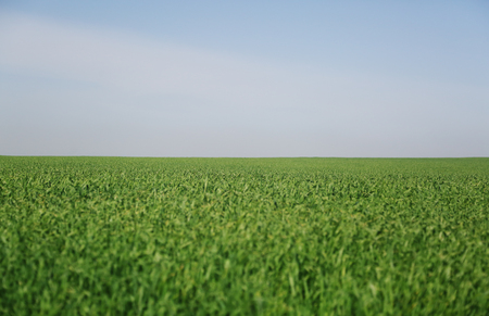 green grass and blue skyの写真素材