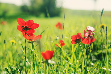 Spring blossom of the red flowers (anemones) on a green meadowの写真素材