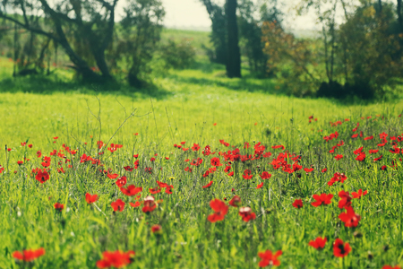 Spring blossom of the red flowers (anemones) on a green meadowの写真素材