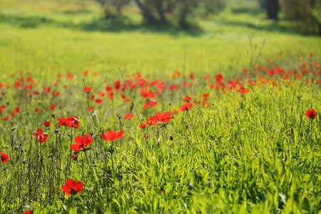Spring blossom of the red flowers (anemones) on a green meadowの写真素材