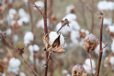 Cotton crop landscape with copy space areaの写真素材
