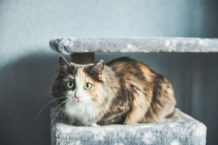 Domestic three color cat on a blue background.の写真素材