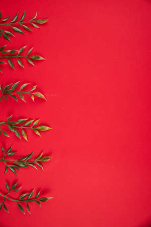 Beams of green grass on a red background empty space for textの写真素材