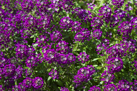 Lobularia maritima, common name sweet alyssum or sweet alison.の写真素材