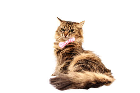 cat with red butterfly tie on a white background with space for writingの写真素材