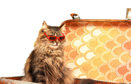 Cat in red sunglasses in the sun-brown suitcaseの写真素材