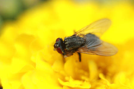 black fly on a yellow flower close upの写真素材