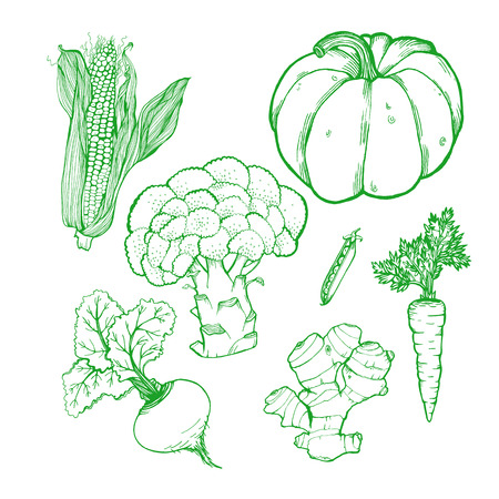 Green vegetables on white backgroundのイラスト素材