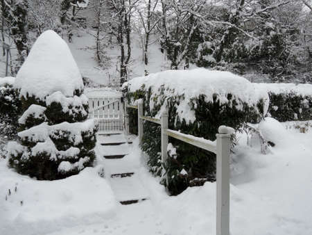 Winter yard viewの写真素材