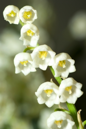 lily of the valley close upの写真素材