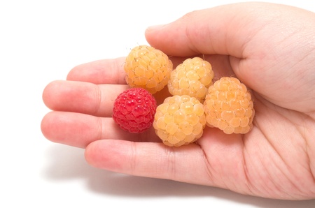 Child hand holding four yellow raspberries 