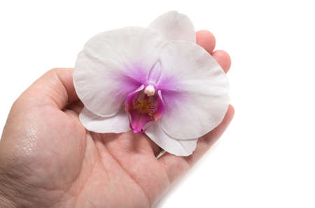 Male hand holding orchid flower with care on white backgroundの写真素材