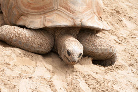 Giant turtle laying on dirt at the zooの写真素材