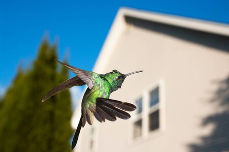 Hummingbird hovering over a house in background, concept of coming homeの写真素材