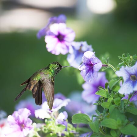 Male Cuban emerald hummingbird(Chlorostilbon ricordii) hovering on violet flowerの写真素材