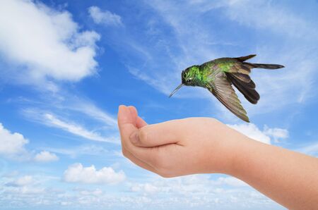 Green hummingbird hovering over a young hand against blue sky backgroundの写真素材