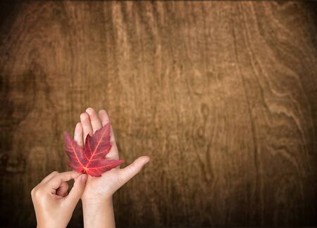 Two hands of a young asian boy holding carefully a red maple leaf against a wooden backgroundの写真素材