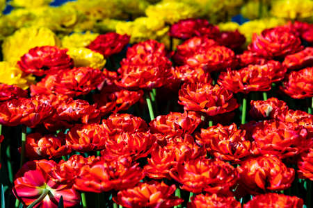 Beautiful red and yellow tulips in sunny weather in Holland.の写真素材