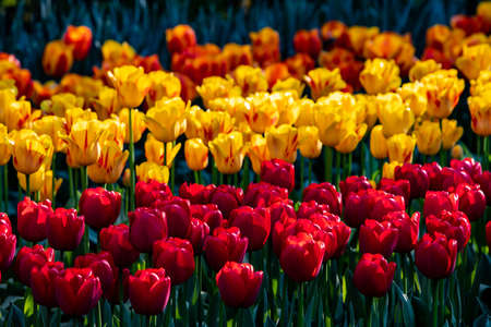 Beautiful red, yellow and orange tulips in sunny weather in Holland.の写真素材