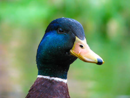 Beautiful posing duck in sunny weather. Portait of a duck.の写真素材