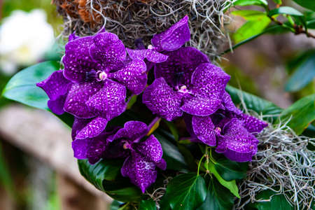 Beautiful purple orchid - detail of a house plant flower.