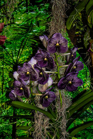 Beautiful dark orchid - detail of a house plant flower.の写真素材