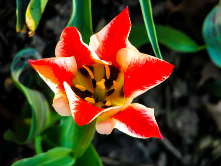 Beautiful white-red flower in sunny day - detail on flower.の写真素材