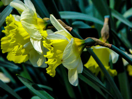 Beautiful yellow narcis in sunny day on grassy background.の写真素材
