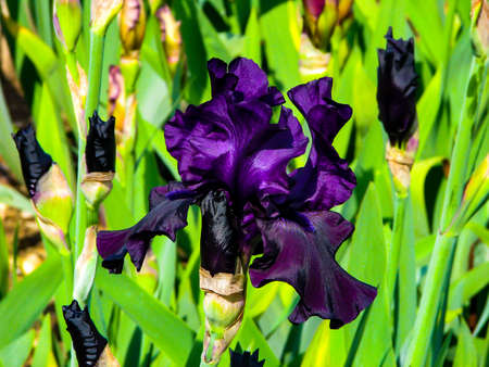 Beautiful purple iris in sunny day - detail on flower.の写真素材